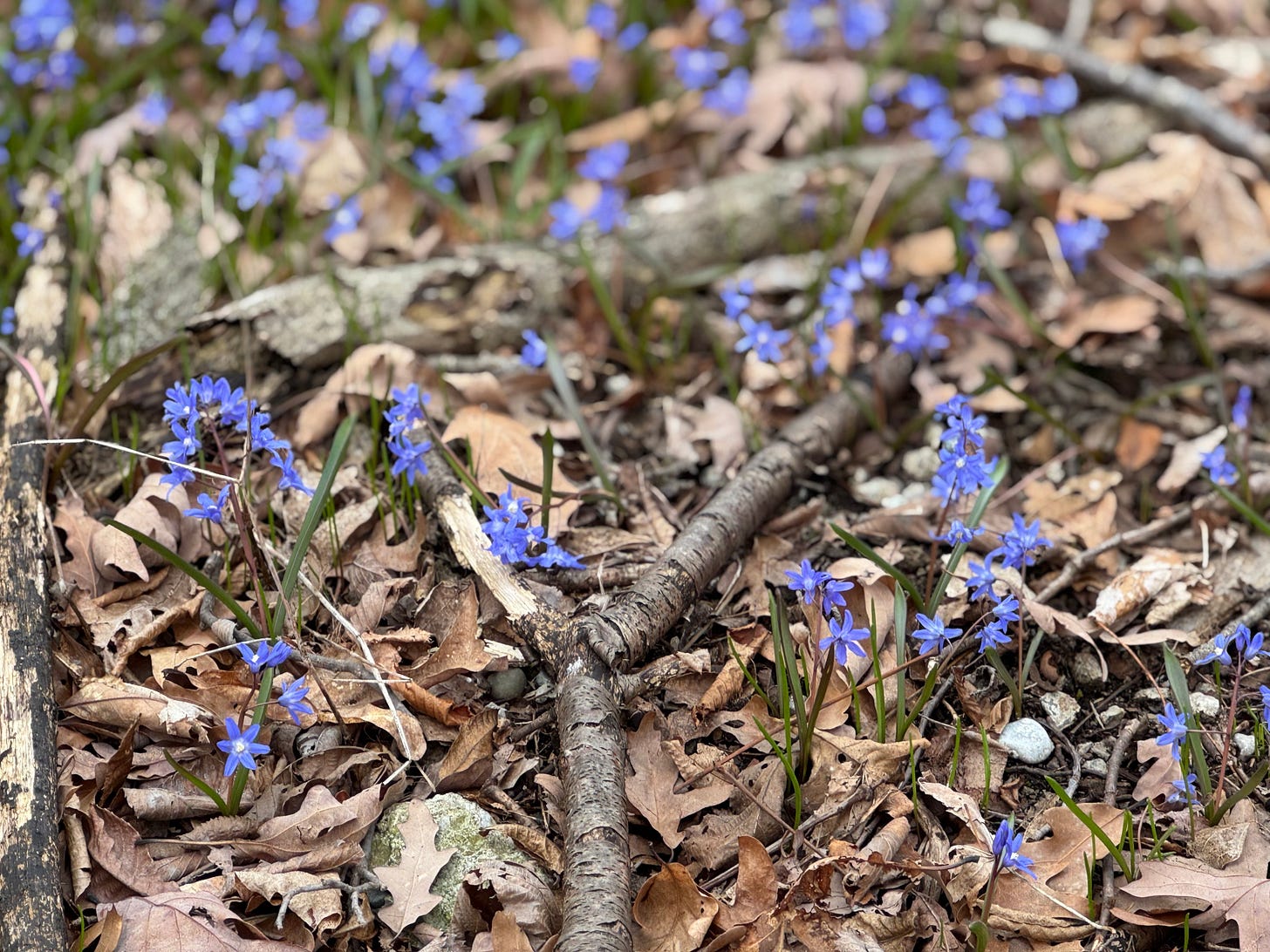 Close up photo of small blue star-shaped flowers with pale yellow centers, growing up from among rotting leaves and fallen sticks.