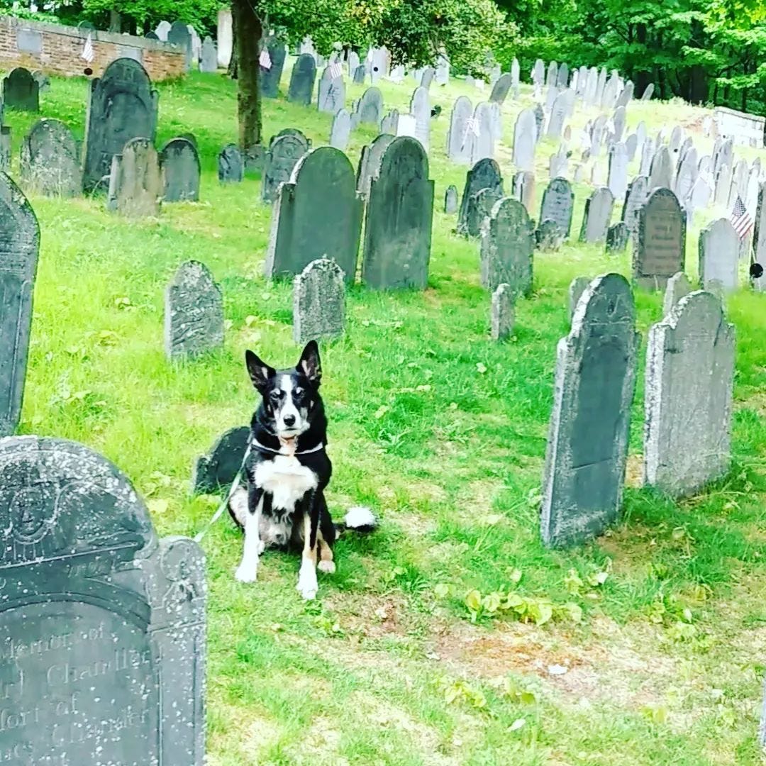 Border Collie sitting next to tombstones in an old, crowded cemetery