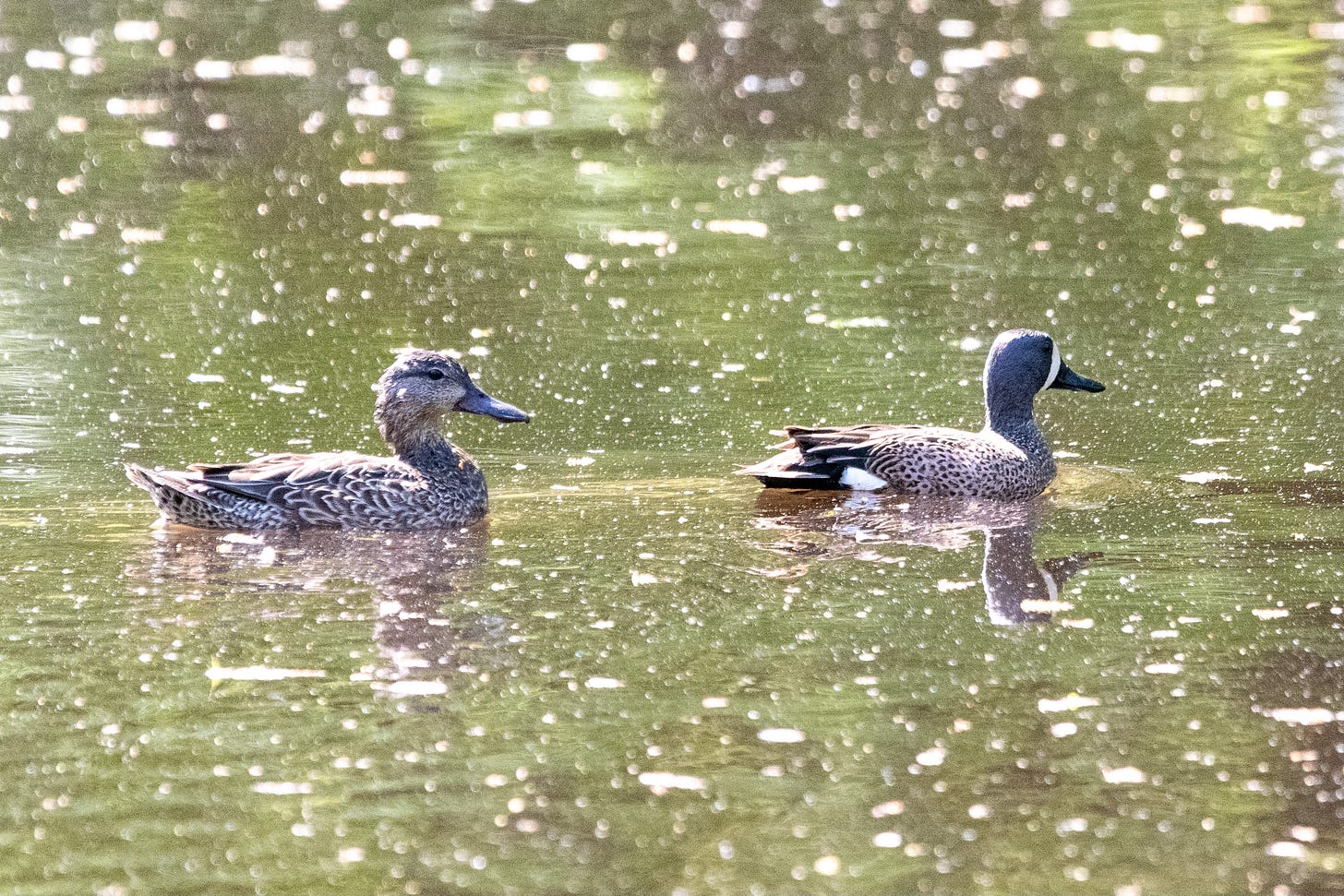 A pair of ducks are paddling across a greenish pool; the female, on the left, is a brown-and-white brindle, and the male, on the right, has darker tailfeathers, a blue head, and a wide vertical stripe in front of his eye