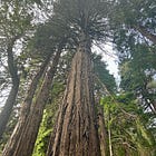 The wisdom of the trees