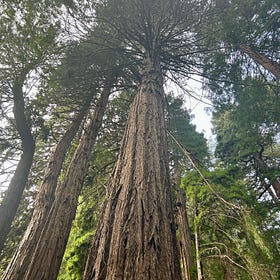 The wisdom of the trees