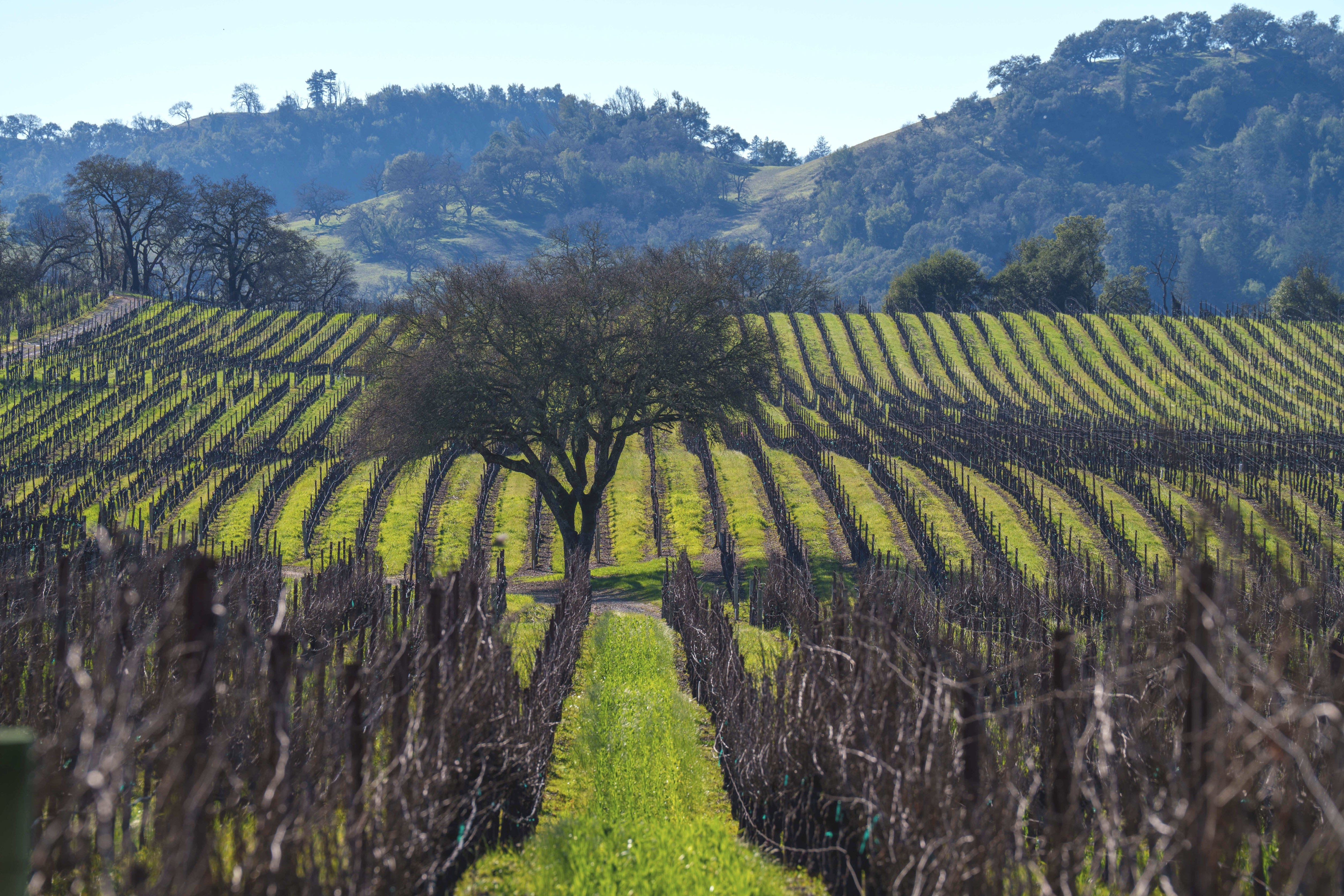 napavalleyfocus.substack.com - Under the Hood: Where Is Napa in the Five Stages of Grief?