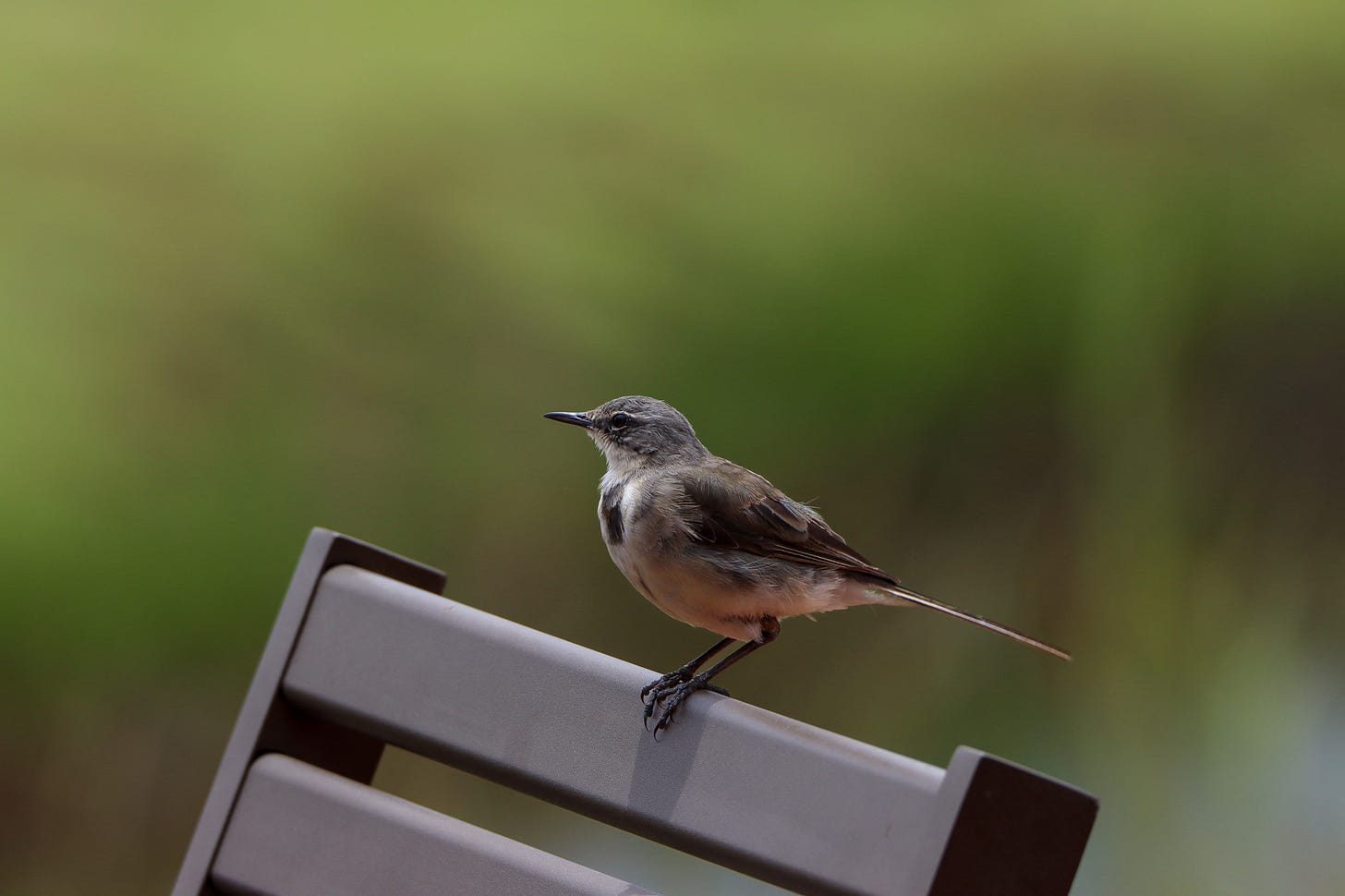 Bird Perched on a chair