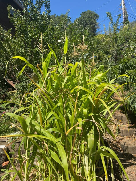 July Playgarden in Bloom