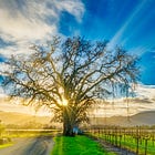 Discover Napa Valley's diverse wildlife on a winter walk