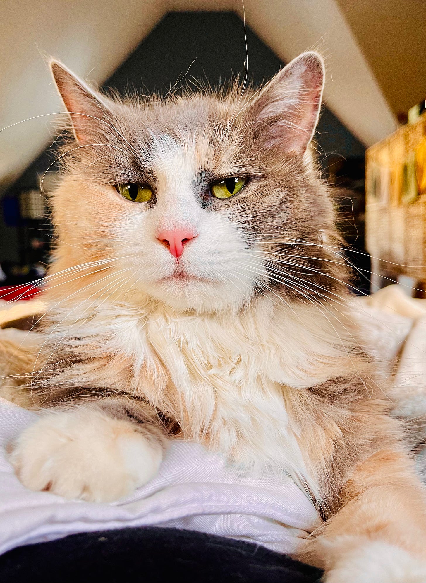 fluffy cat on a bed