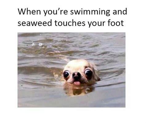 When you're swimming & seaweed touched your foot. | Funny ...