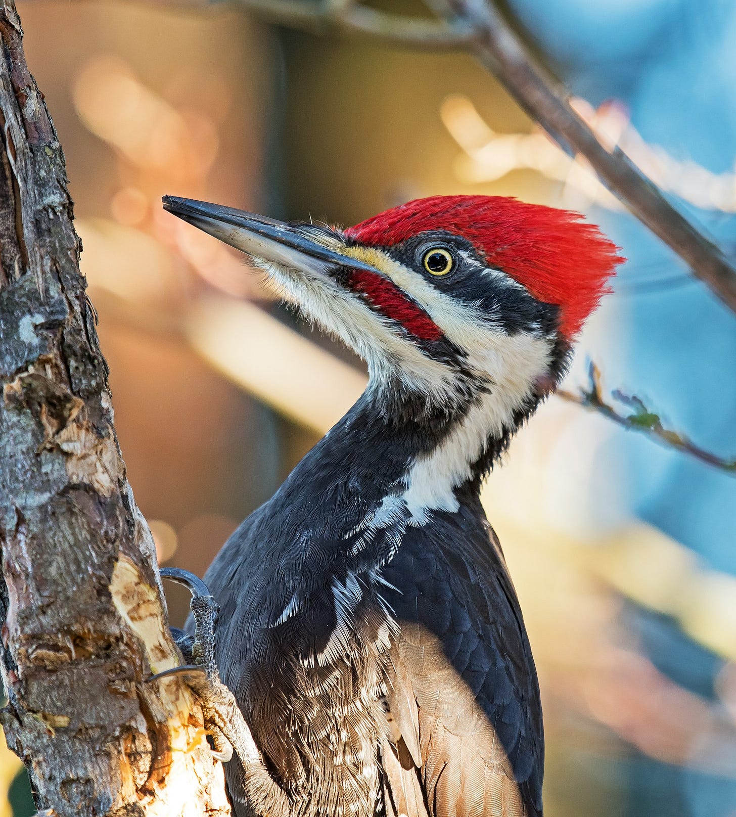 A woodpecker