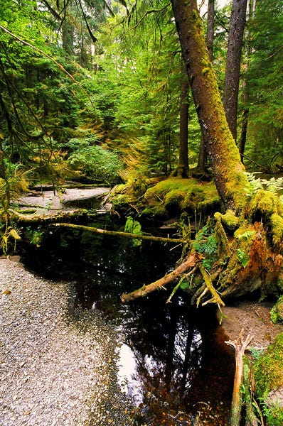 Creek near Misty Meadows campsite, Queen Charlotte Island (Day 92)