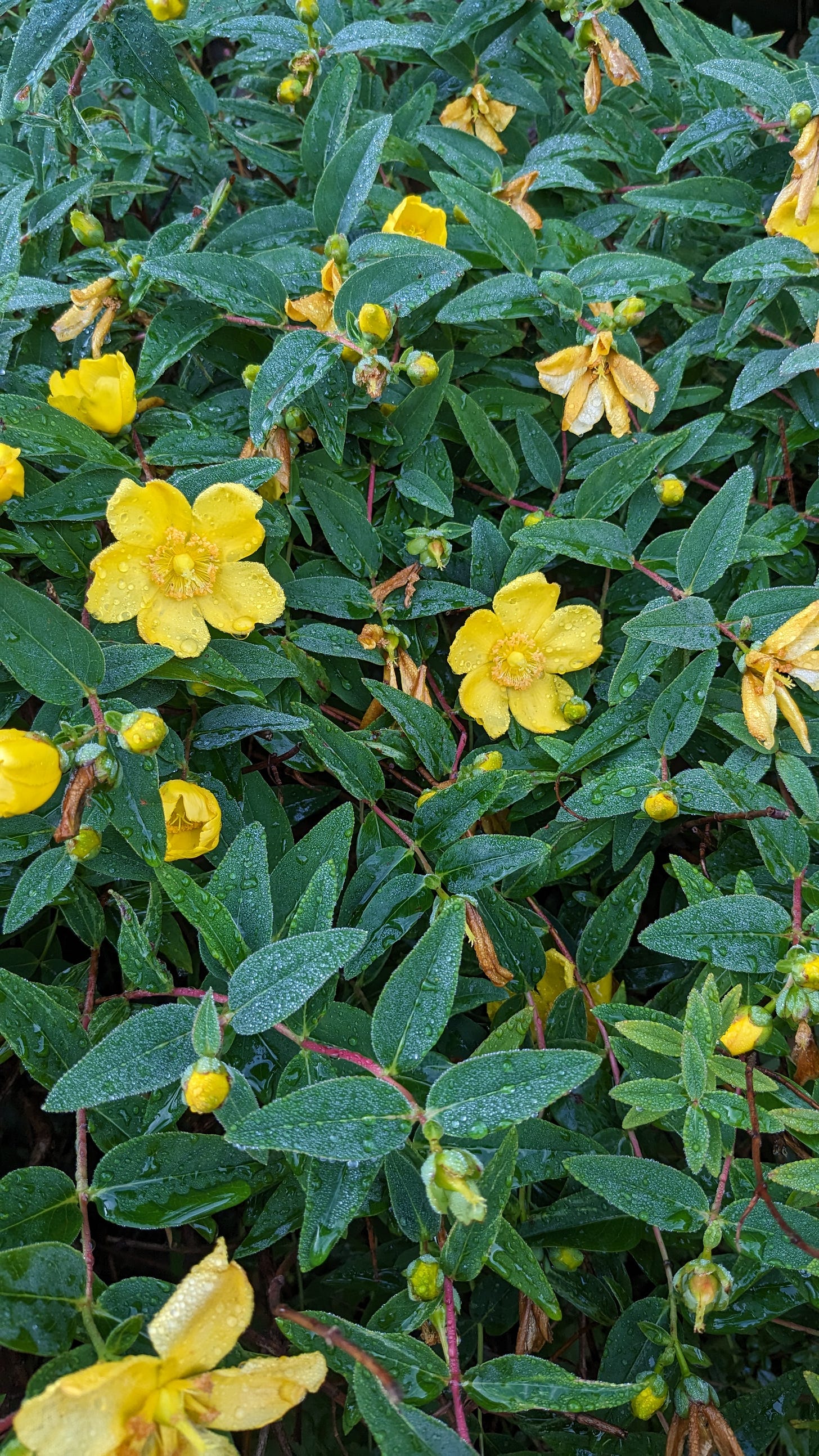 raindrops on leaves