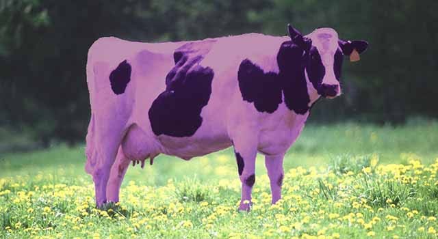 David Strategy #5: The Purple Cow Theory | AQUA Magazine
