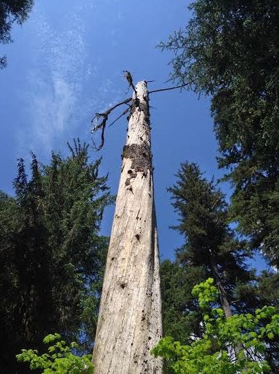hoh rainforest blue and gray