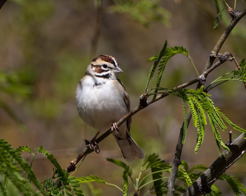 20250418-AshCanyon-373-Edit.jpg 20250418-AshCanyon-373-Edit.jpg