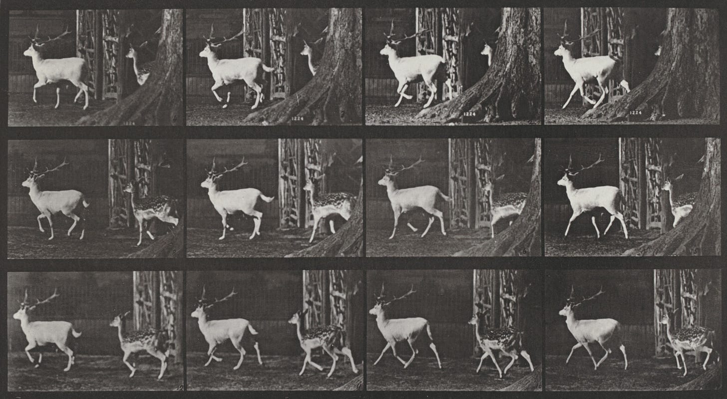 Stills of deer in the woods