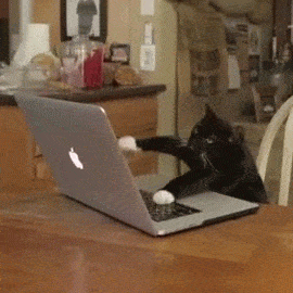 cat apple GIF cat apple GIF