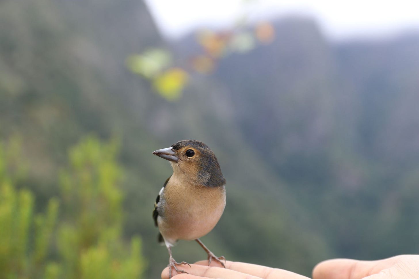 Madeira 2022: Walks & Hikes