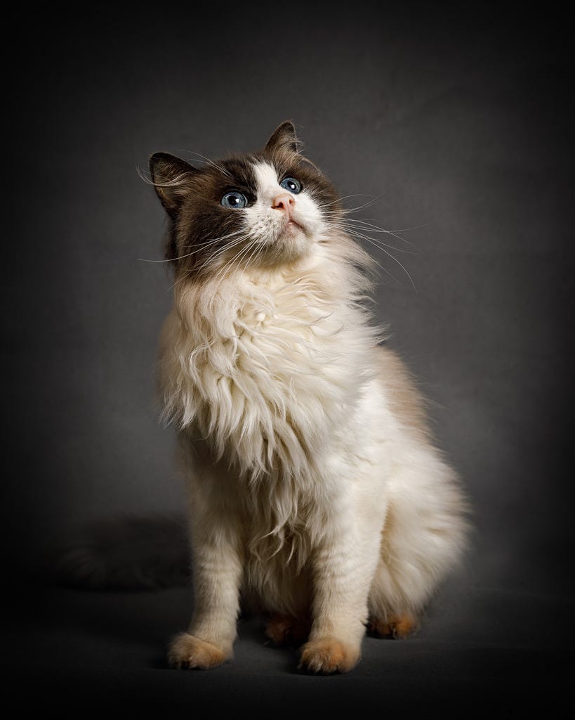 Studio portrait of a cat