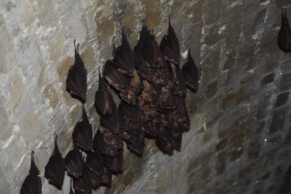 A colony of horseshoe bats in an old fortification.