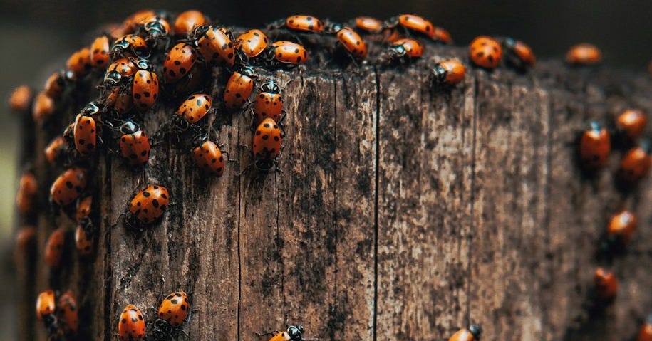 a wooden post with a bunch of bugs on it
