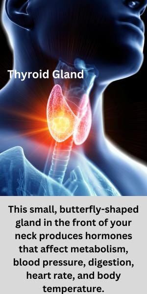 Thyroid gland illustration Thyroid gland illustration