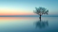 Reflections and Rambles 