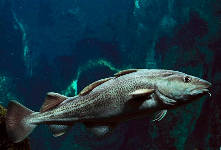 A fish swims through water. A fish swims through water.