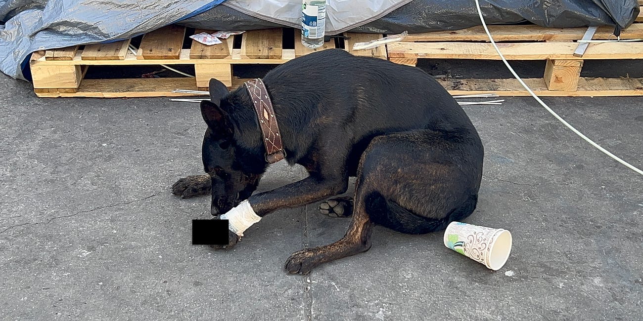 Skid Row’s UnderDogs: Volunteers Confront Widespread Dog Abuse in LA