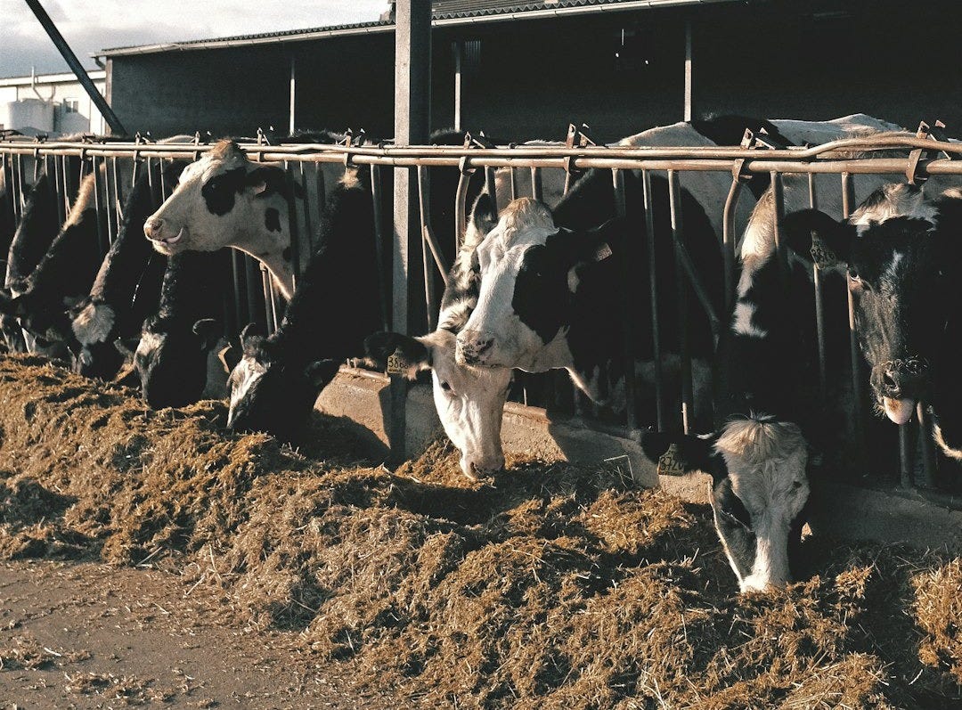 herd of cow on brown soil