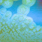 India Engineers Botulinum Neurotoxin Binding Domain to Target Human Nerves: 'Journal of Food Composition and Analysis'