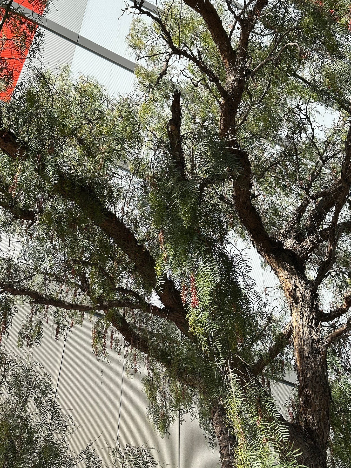 Pink peppercorn tree