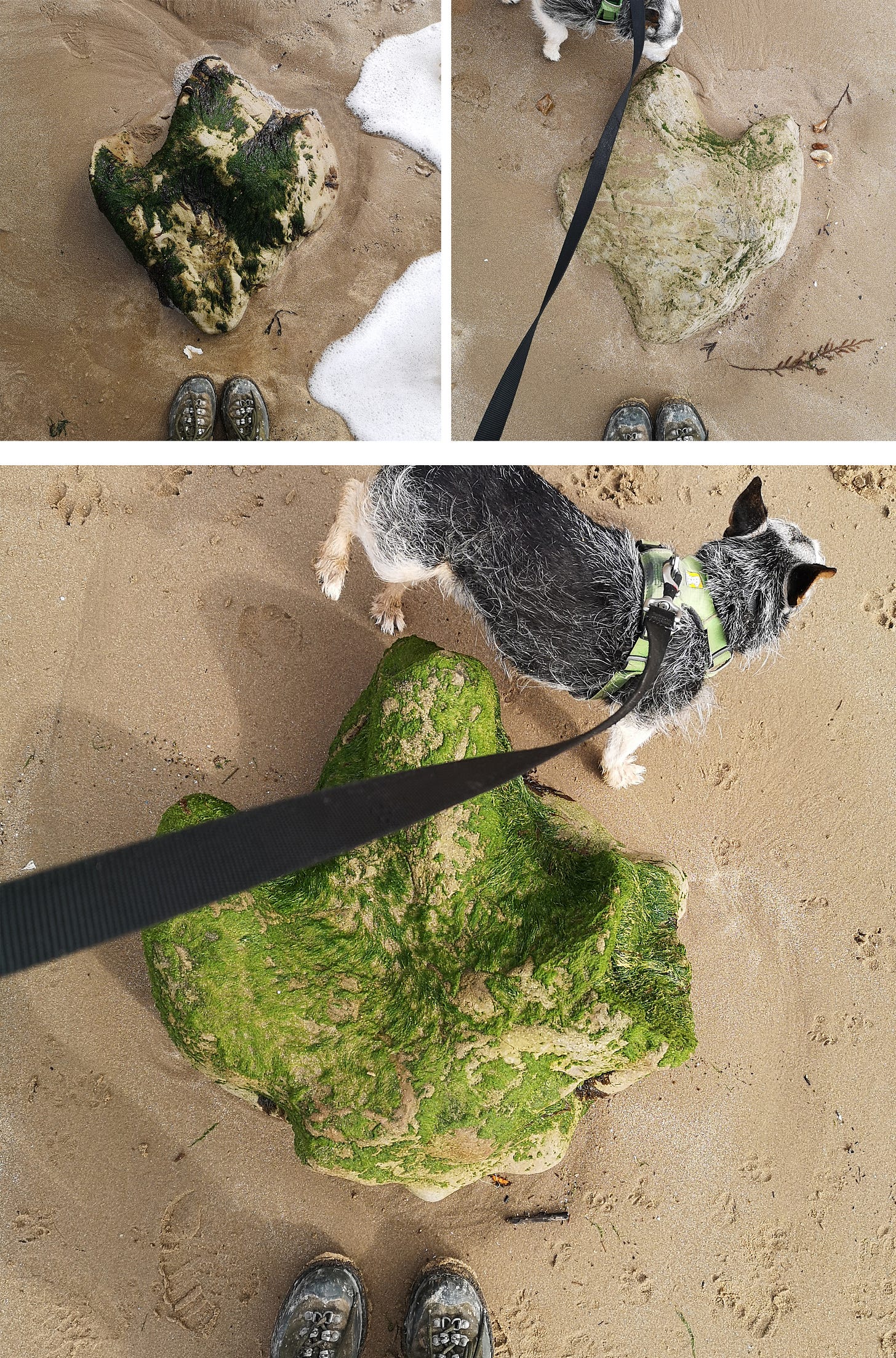 A trio of photos. Clockwise from top left: 1) A photo from above of two human feet in walking boots, standing on the sand before a huge - 60cm - fossilised cast of a three-toed iguandon footprint, covered in algae. To the right of frame is the lapping foam of a wave creeping up the beach. 2) A similar photo: same feet, different but similar foot cast, but this time a tiny dog on a lead sniffs the middle toe. 3) another similar photo, another different footprint. This one has more algae, and is on drier sand, further up the beach. Jack the dog, er, cocks his leg to pay his respects.