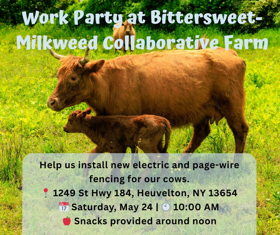 A brown Highland cow with her calf standing in a lush green field at Bittersweet-Milkweed Collaborative Farm. The image serves as a promotional poster for a work party, with text overlay reading 'Work Party at Bittersweet-Milkweed Collaborative Farm.' Details include: 'Help us install new electric and page-wire fencing for our cows,' the farm address '1249 St Hwy 184, Heuvelton, NY 13654,' the date 'Saturday, May 24' at '10:00 AM,' and a note that 'Snacks provided around noon.'