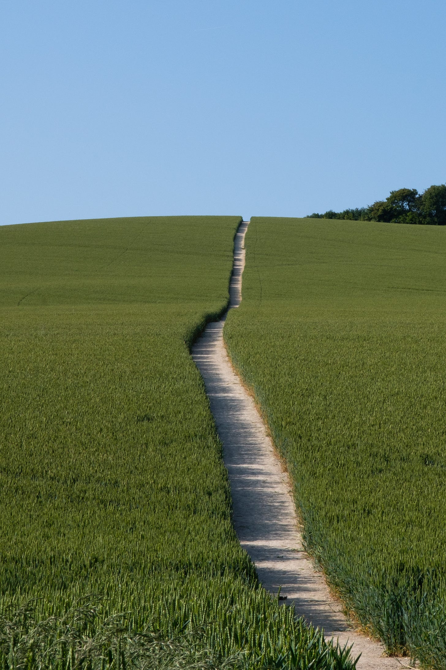 A narrow dirt path curves through a field of tall, sunlit grasses. It disappears over a gentle hill beneath a clear evening sky, bathed in warm sunset light with hints of crisp blue above.