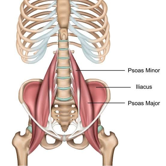 The Psoas Muscle: Complete Guide — Anatomy, Function & Pain