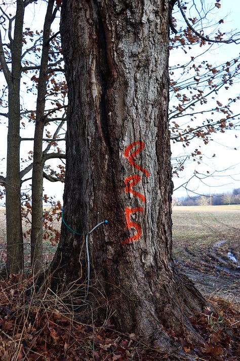 All around the state to find maple trees.