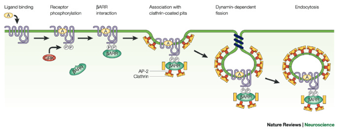 Classical and new roles of β-arrestins in the regulation of G-PROTEIN-COUPLED receptors | Nature Reviews Neuroscience Classical and new roles of β-arrestins in the regulation of G-PROTEIN-COUPLED receptors | Nature Reviews Neuroscience