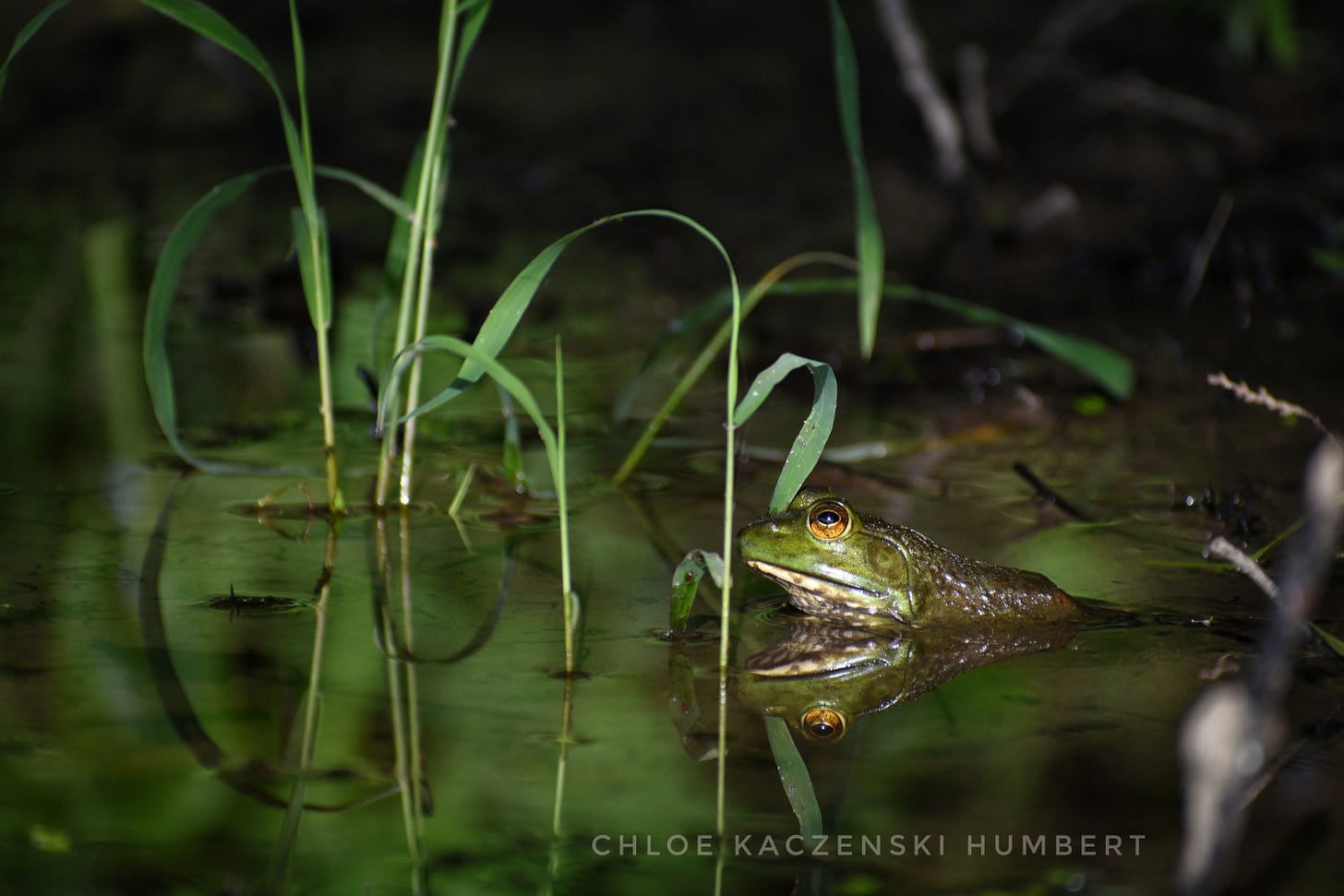 American Bullfrog at Lackawanna State Park in Pennsylvania USA. July 15, 2023. Photo by Chloe Kaczenski Humbert
