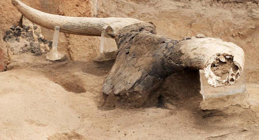 Uncovered bulls head from the northeast platform in building 77 at Çatalhöyük. Source: Çatalhöyük Research Project / CC BY-NC 4.0