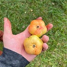Building a Sustainable Nursery