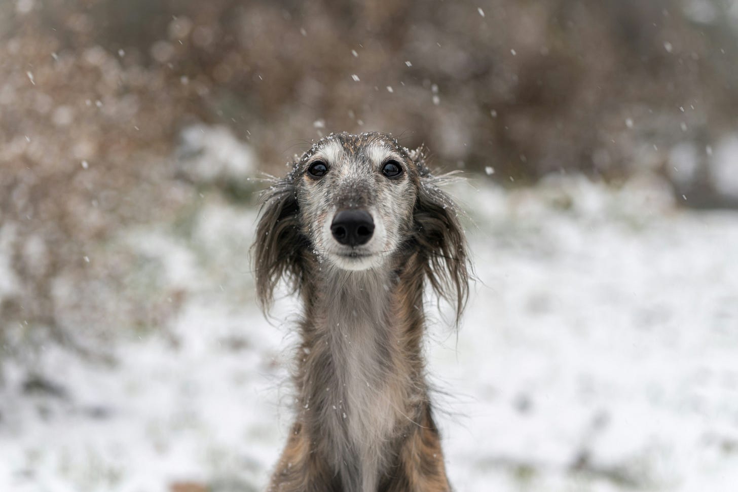 Portrait of a beautiful dog peacefully enjoying the snow
