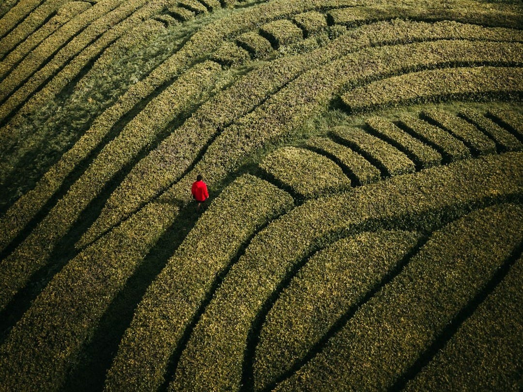 person in red jacket standing on green grass field during daytime person in red jacket standing on green grass field during daytime