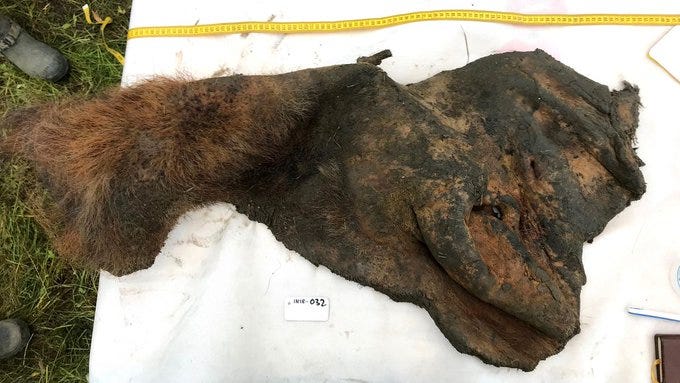 Essencialmente uma seção de pele congelada de mamute, a “carne seca” ainda tem longos tufos de cabelo.