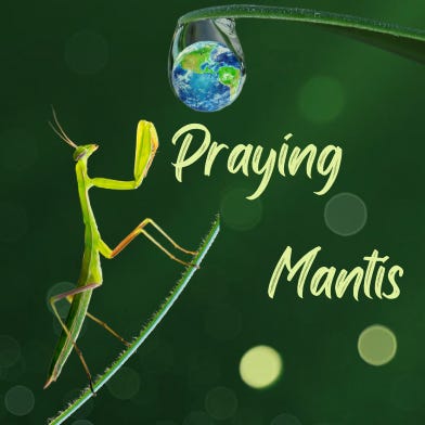 Praying Mantis