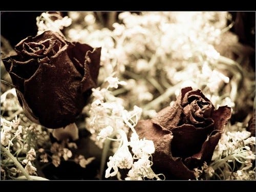 wilting roses