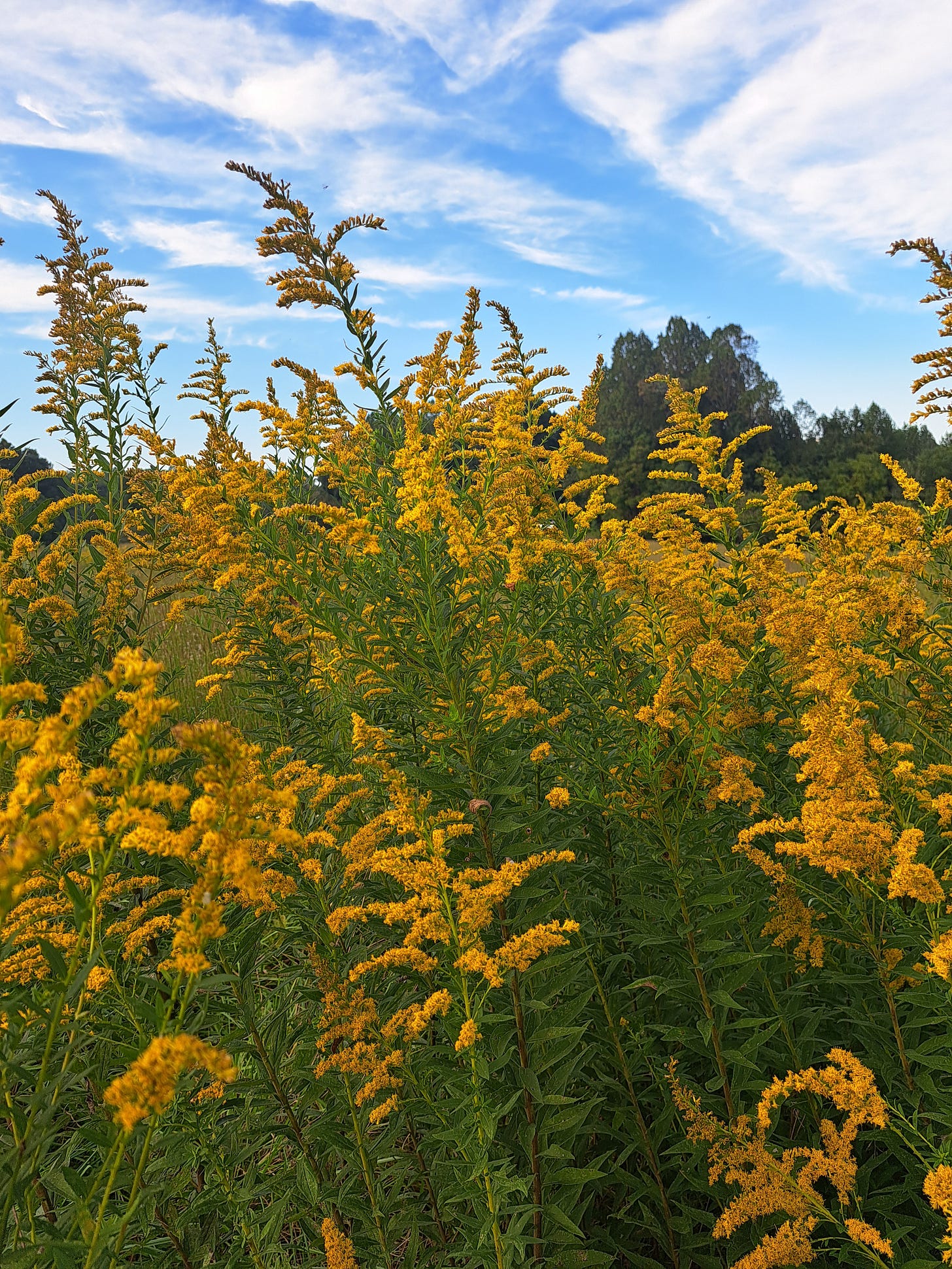 Field of goldenrod beneath a blue sky with high clouds, October 1, 2025.