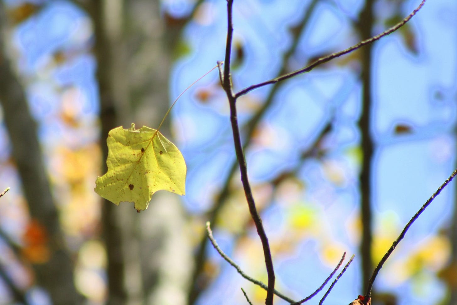 a poplar sapling with a single yellow leaf clinging