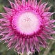 דרדר Thistle: Torah That Sticks