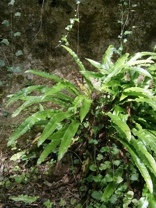 Asplenium Scolpendrium su Edendeifiori.it