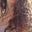 Avatar de Olivia