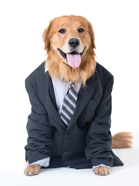 11,400+ Dog In Suit Stock Photos, Pictures & Royalty-Free Images - iStock | Dog  suit, Dog with tie, Cat in suit